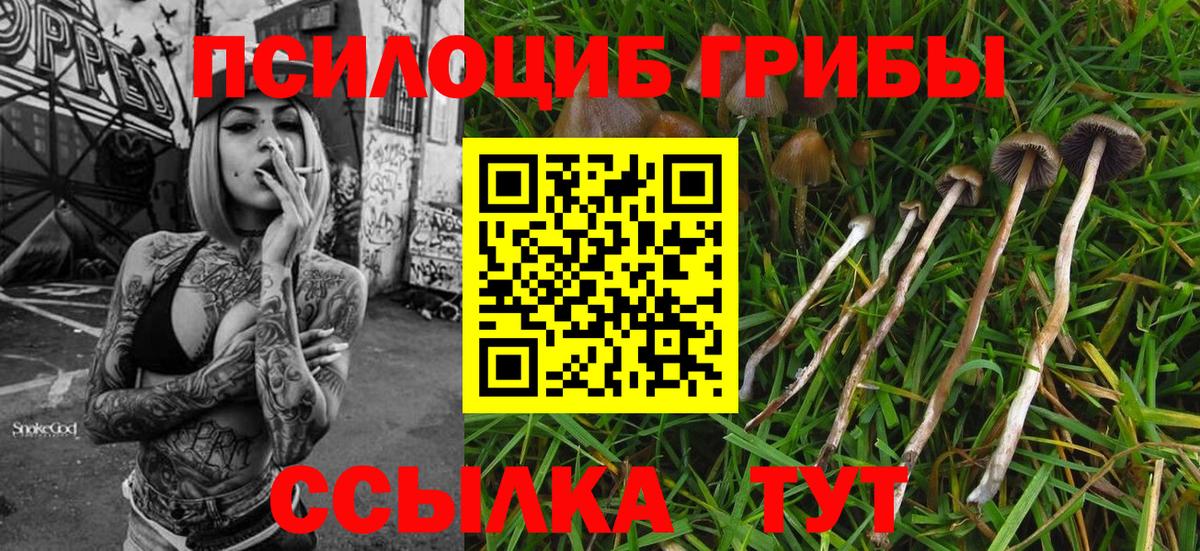 Псилоцибиновые грибы мицелий Елизово