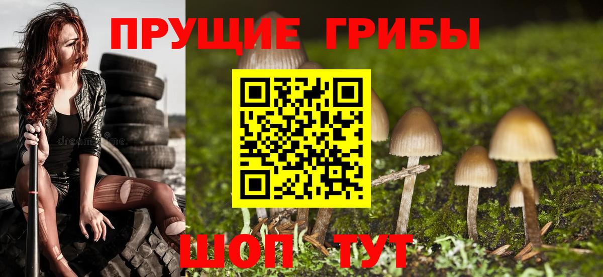 Елизово  Галлюциногенные грибы Psilocybine cubensis  Вход с VPN 